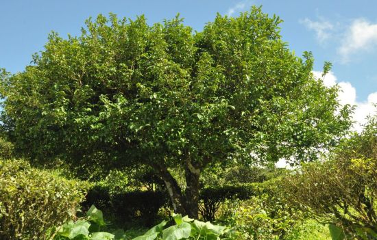 1-1F5061R501a1.jpg 1-1F5061R501a1.jpg